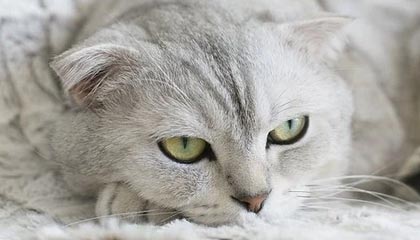 17c免费看： 突然改规则：风控提示被改写，很多人还不知道